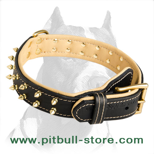 Attractive Leather Collar with 2 Rows of Shiny Brass Spikes for Pitbull