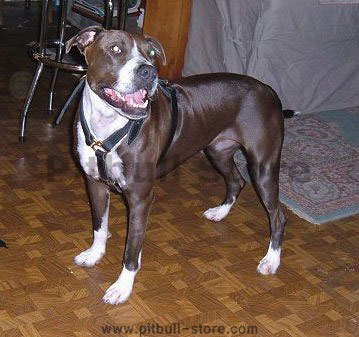 Deluxe Leather Harness -Brown Leather Harness To Fit Pitbull - Click Image to Close