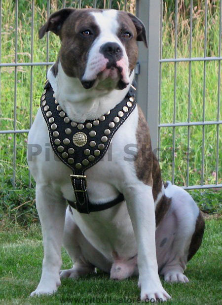 PITBULL BEST DOG HARNESS- ROYAL PADDED LEATHER HARNESS