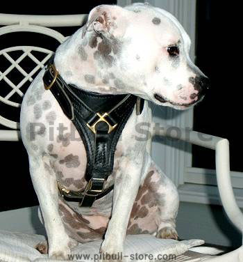 Pitbull Tracking / Walking dog harness for pit bull terriers - Click Image to Close