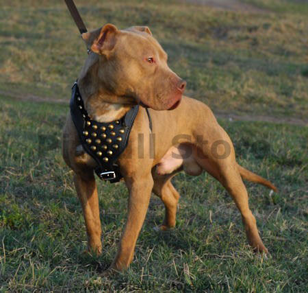 pit bull terrier dog harness