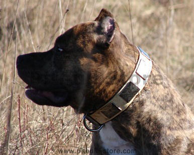 Wide DOG COLLAR For PITBULLS with Vintage Plates