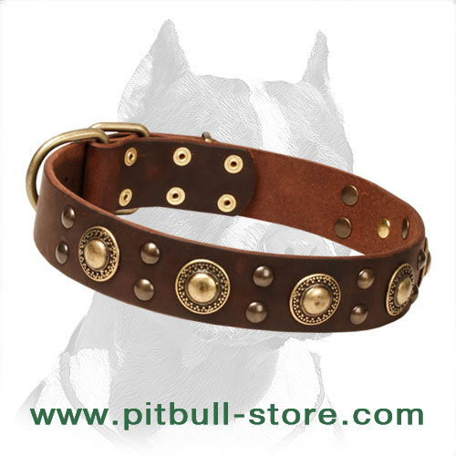 'Golden Knights' Pitbull Dog Collar