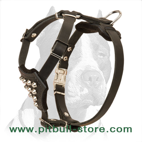 Good-looking Pitbull Puppy Harness