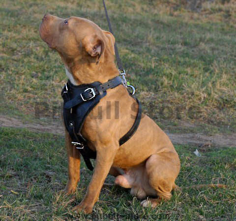 Pitbull Leather Dog Harness for Tracking, Training, Walking