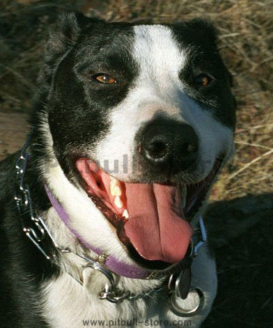 Training Curogan Pinch dog collar - Herm Sprenger 50004 (3.25mm) - Click Image to Close