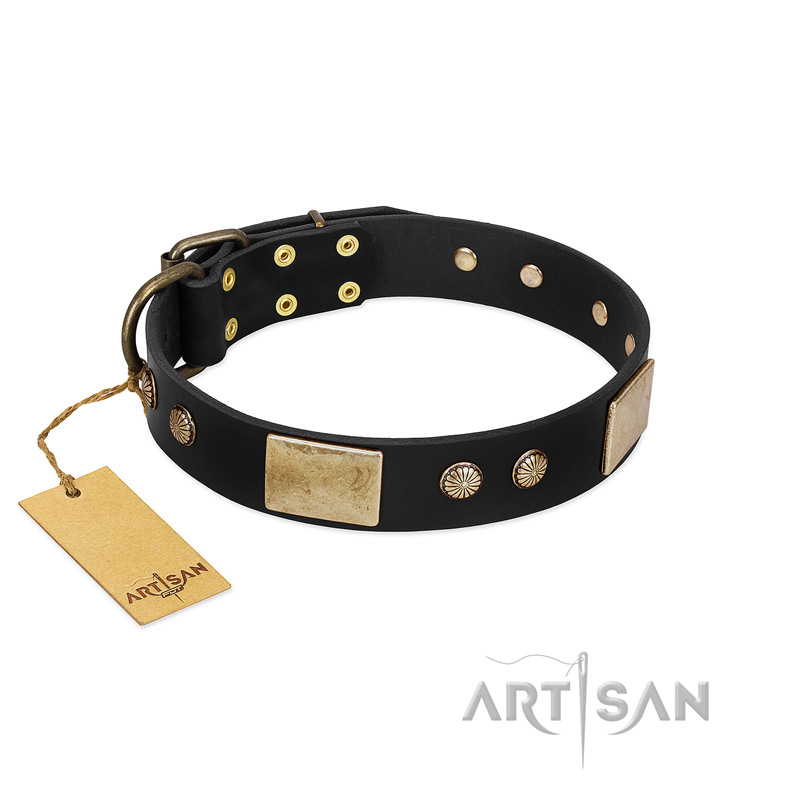 "Antique Gloss" FDT Artisan Black Leather Pitbull Collar with Bronze-like Plates and Small Studs