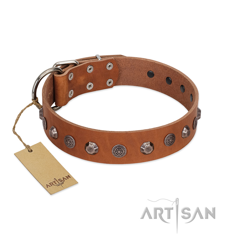 "Silver Age" Fashionable FDT Artisan Tan Leather Pitbull Collar with Silver-Like Studs