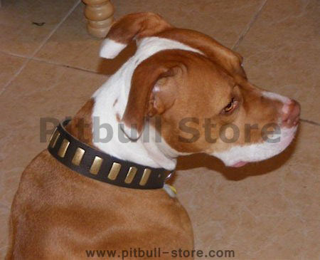 Designer Leather Dog Collar For Pitbull-American Pit Bull Terrie