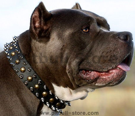 Personalized Spiked Studded Dog Collar-custom leather dog collar for pitbull dog