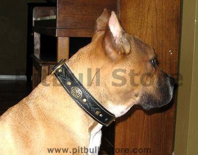 Pitbull Beautiful Nappa Padded Hand Made Leather dog collar