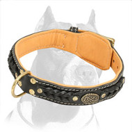 Beautiful Nappa Padded Hand Made Leather Pitbull Dog Collar