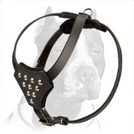 Full Grain Natural Leather Pitbull Puppy Harness