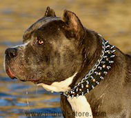 Leather Spiked and Studded Pitbull Dog Collar