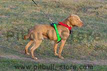 leather-tracking-harness