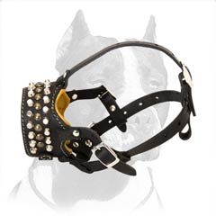 Decorated padded Pitbull muzzle