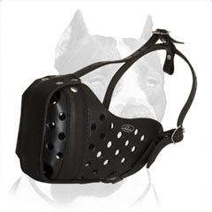 Durable leather muzzle for strong Pitbull