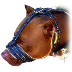 Excellent Pitbull leather muzzle