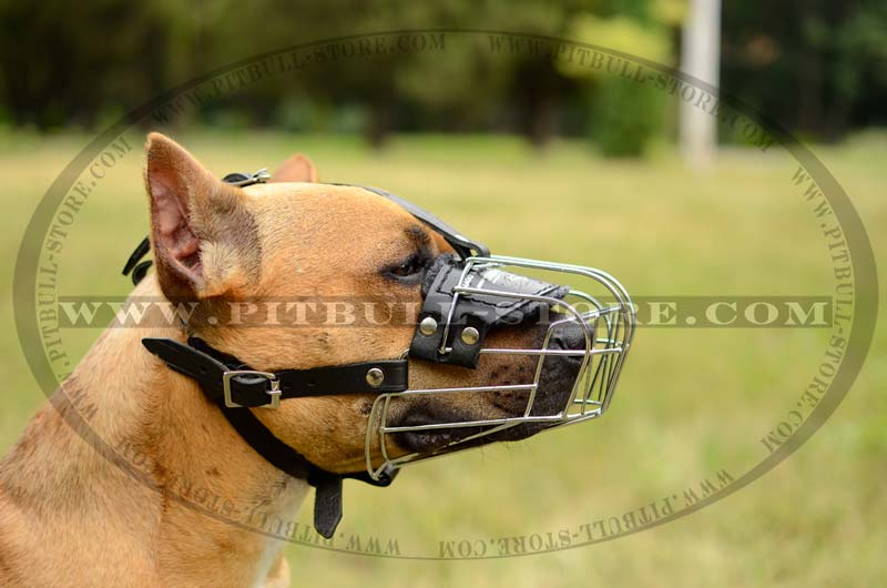 Pitbull Wire Basket Dog Muzzle Pitbull Breed Dog Harnesses Collars Leashes Muzzles Breed Information and Pictures 2024 BUY NOW