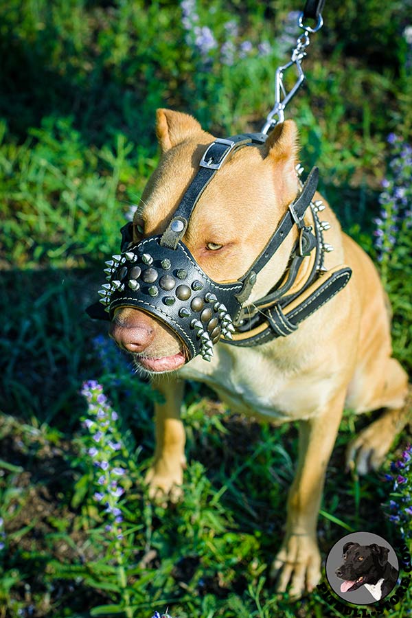 Comfortable nappa padded leather Pitbull muzzle