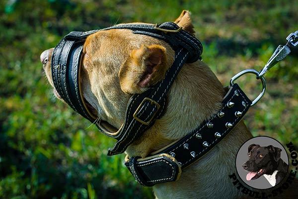 Nappa padded leather muzzle for Pitbull safe walking