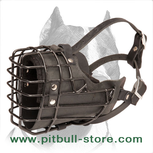 Muzzle leather for Pitbull fully padded