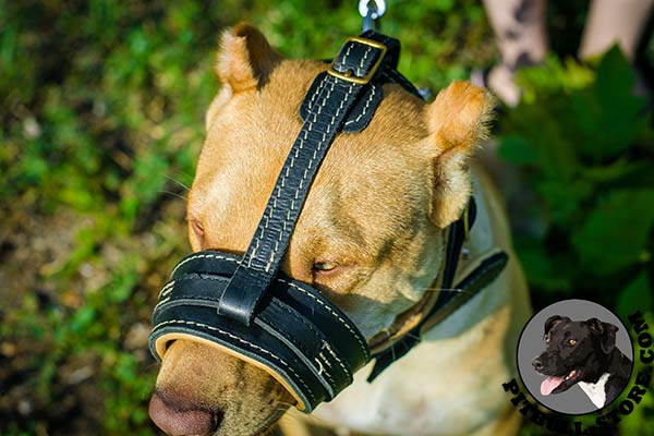 Excellent quality Pitbull muzzle