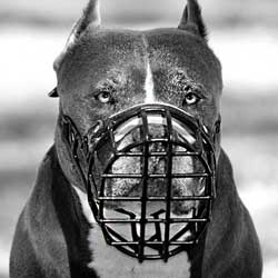 Good looking basket-like muzzle