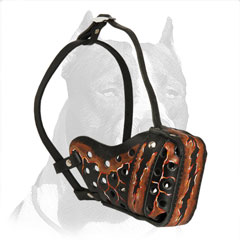 Pitbull muzzle to start training