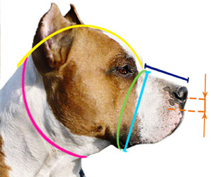 How to measure your dog for good fit muzzle