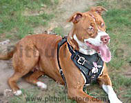 Pitbull Leather Dog Harness - from Rokita Harris