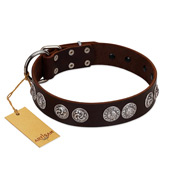 "High and Mighty" FDT Artisan Classy Brown Leather Pitbull Collar with Embellished Brooches