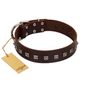 "Kingly Grace" FDT Artisan Brown Leather Pitbull Collar with Silver-like Dotted Studs