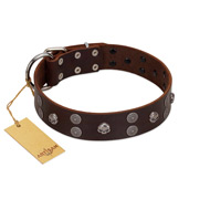 "Skull Valley" Handcrafted FDT Artisan Brown Leather Pitbull Collar with Skulls