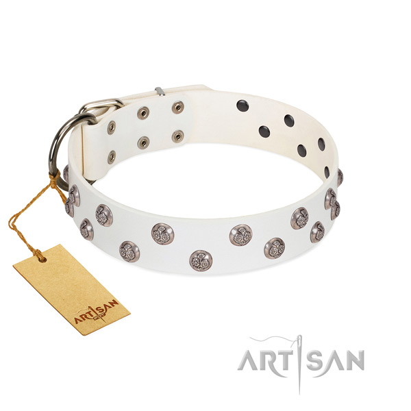 Incredible full grain leather dog collar with rust-proof fittings