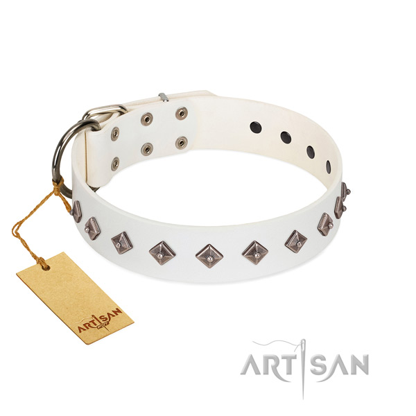 Fashionable embellishments on full grain leather collar for fancy walking your four-legged friend