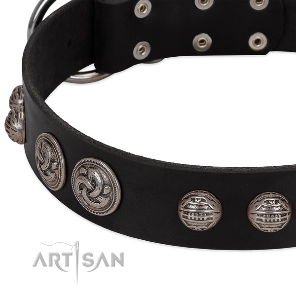Strong buckle on full grain leather collar for daily walking your canine