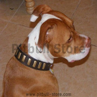 Designer Leather Dog Collar For Pitbull-American Pit Bull Terrie