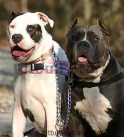 pitbull dog HS Coupler for large breed
