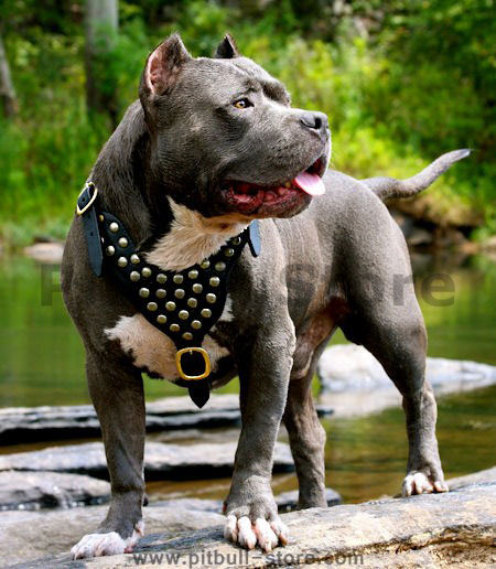 Chain harness sales for pitbulls