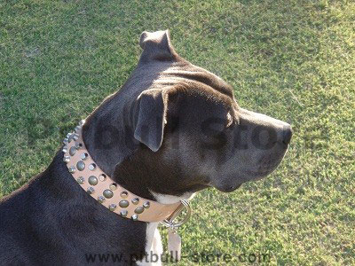 pitbull-leather-collar-studs