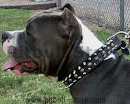 Pit Bull Spiked & Studded Dog Collar