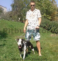 Exclusive Design Studded Leather Harness for American Pit Bull