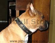 Pitbull Beautiful Nappa Padded Hand Made Leather dog collar