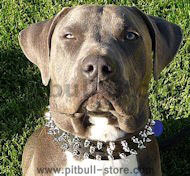 Leather Spiked Dog Collar -3 Rows Spiked Dog Collar for Pitbulls